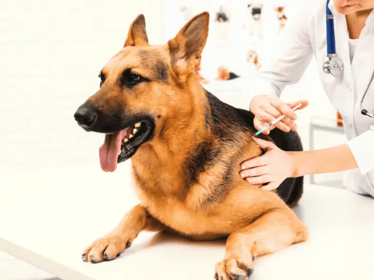 Was hilft bei Arthrose beim Hund? Effektive Behandlungsmethoden und Tipps