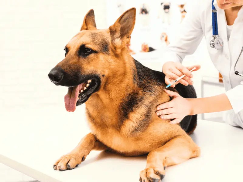 schäferhund beim tierarzt bekommt eine spritze