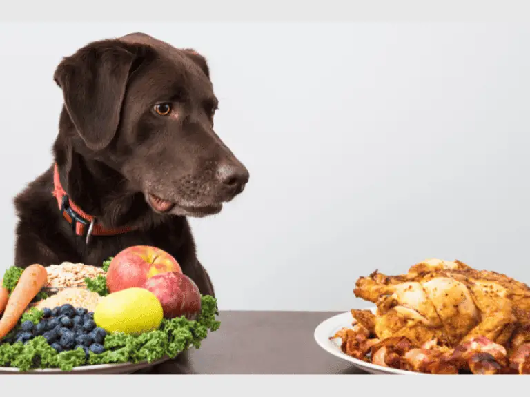 Studie sagt: Vegan ernährte Hunde sind gesünder