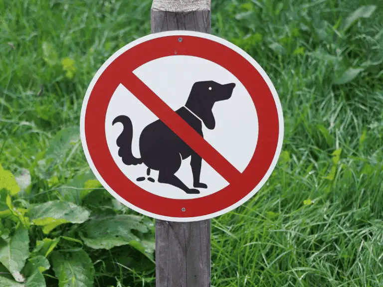 Südtirol verhängt hohes Bußgeld für Hundekot: fordert DNA von allen Hunden