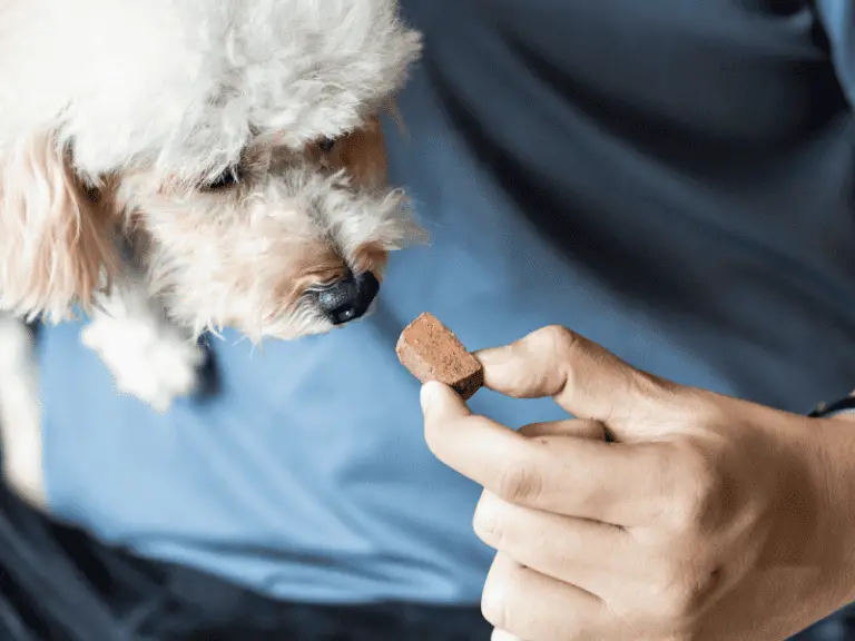 Wie oft sollte man dem Hund eine Wurmkur geben? Optimale Intervalle für die Entwurmung