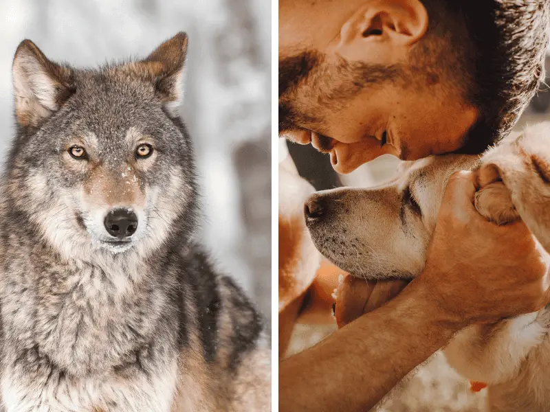 evolution vom wolf zum haushund