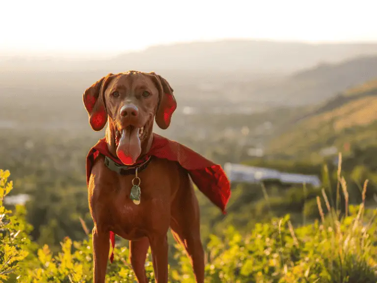 12 Spektakuläre Rettungsgeschichten von Hunden, die Leben gerettet haben