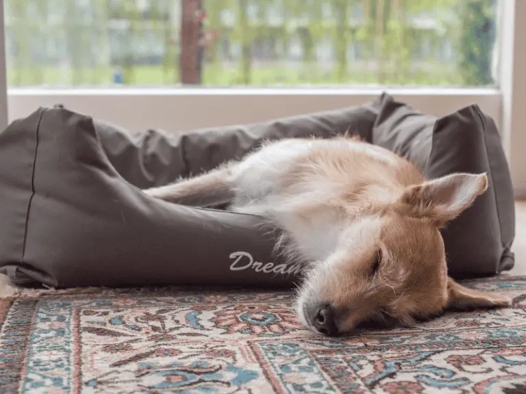Vom Frühaufsteher zum Morgenmuffel: Kann man einen Hund zum Langschläfer erziehen?