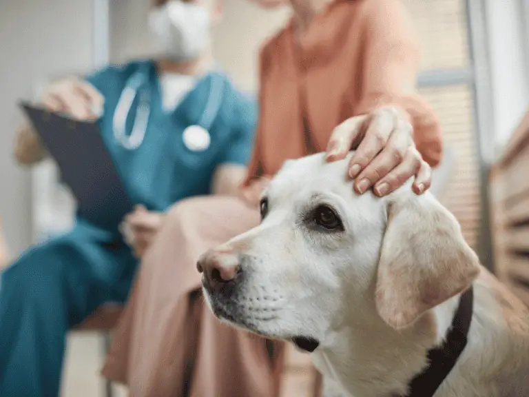 8 Tipps für einen entspannteren Tierarztbesuch