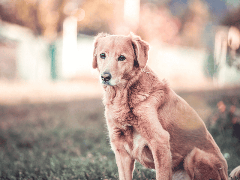 10 Anzeichen, dass dein Hund sich verabschieden will