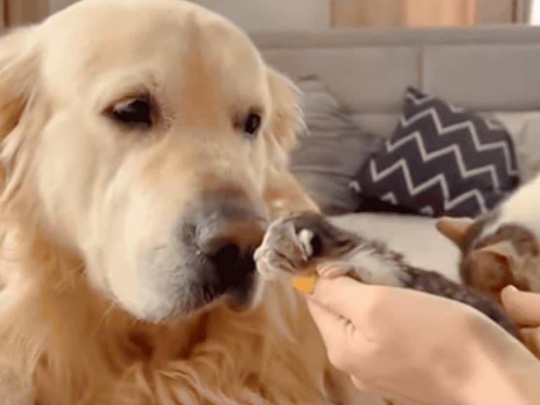 Golden Retriever beschützt liebevoll Katzenbabys