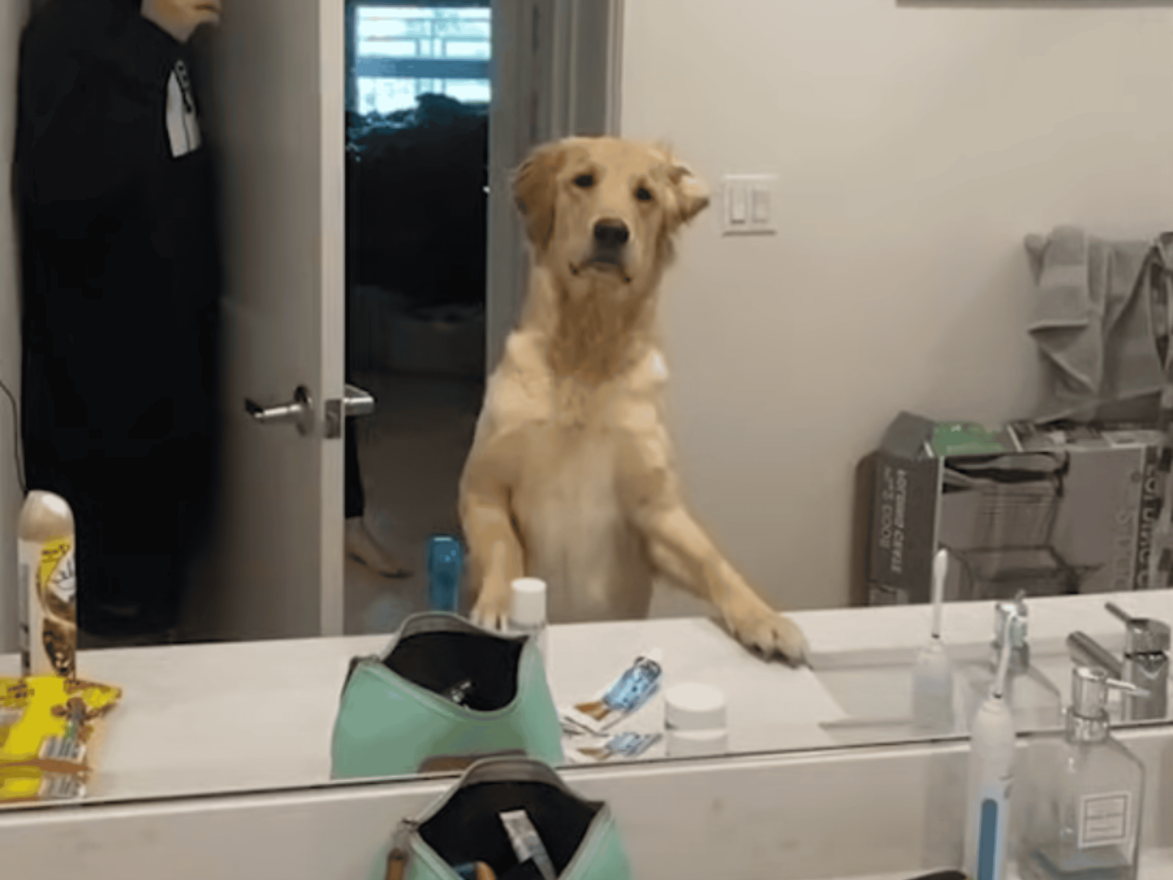 hund schaut in den spiegel und ist verwirrt