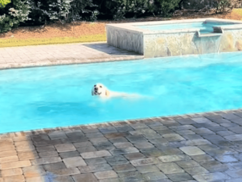 labrador buster will einfach nicht aus dem pool kommen