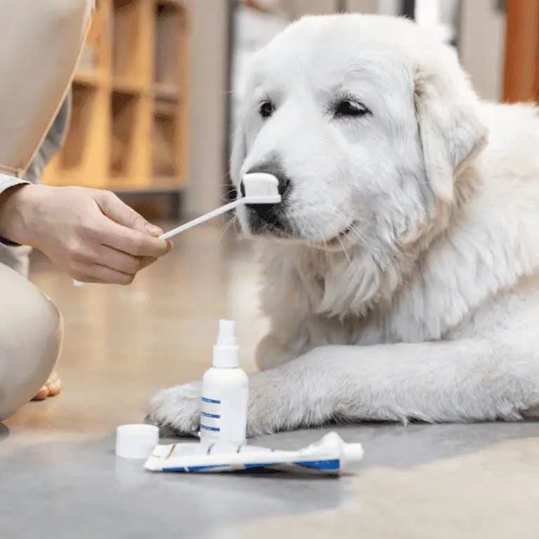 6 Tipps für gesunde Zähne bei deinem Hund