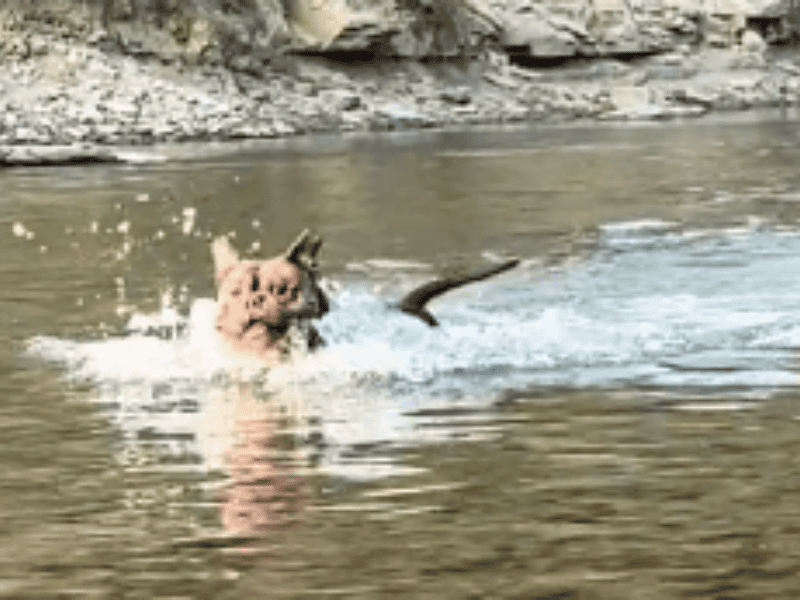 Hund hasst Bäder, liebt aber das Schwimmen im Fluss