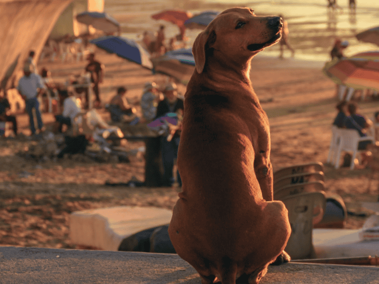 Dog Has A Ritual On The Beach That Touches Many People Deeply