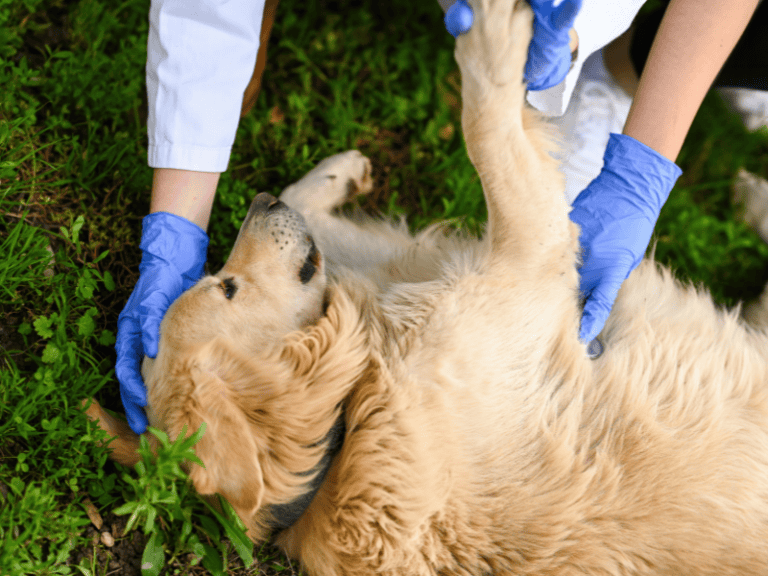 Erste Hilfe bei deinem Hund – So reagierst du im Notfall richtig
