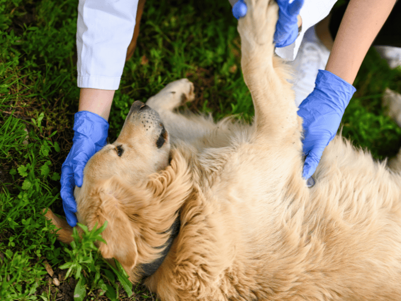Erste Hilfe bei deinem Hund – So reagierst du im Notfall richtig