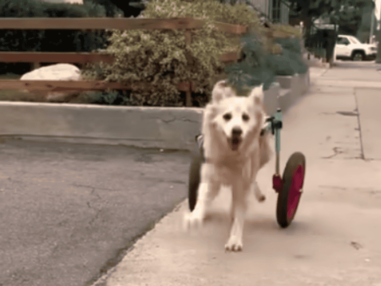 Rollstuhlhund Scooty: Ein Vorbild an Lebensmut