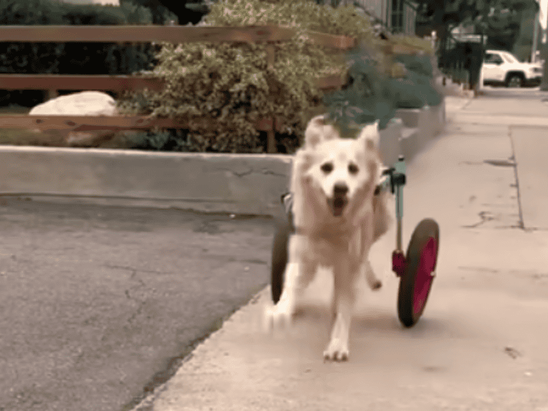 Hund im Rollstuhl freut sich auf den Nachmittagsspaziergang