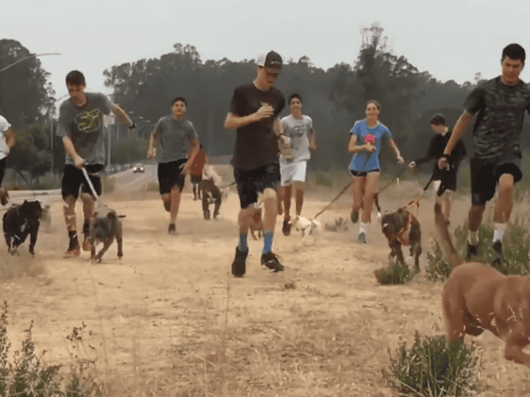 Students Running Tour With Shelter Dogs