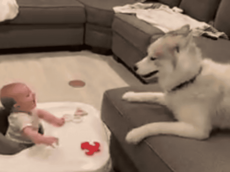 Viral-Hit: Baby und Hund sorgen für Lachanfälle!