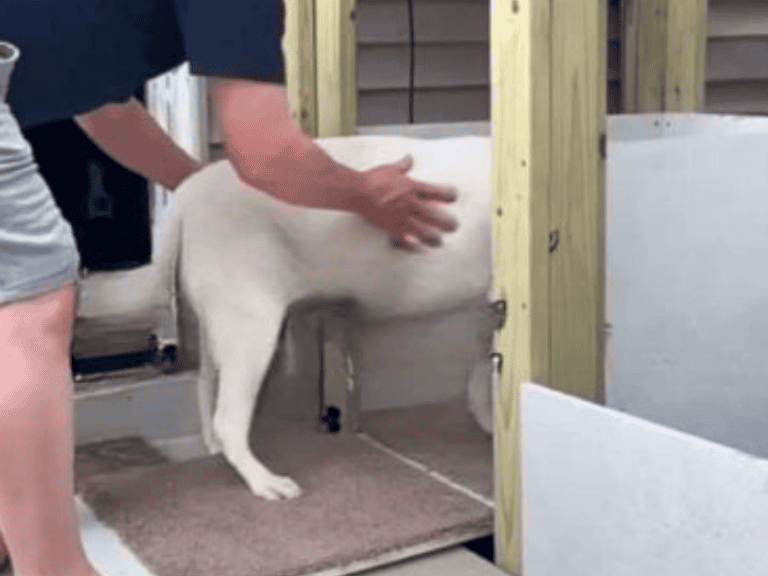 Hundepapa baut einen Fahrstuhl für seine 17-jährige Hündin