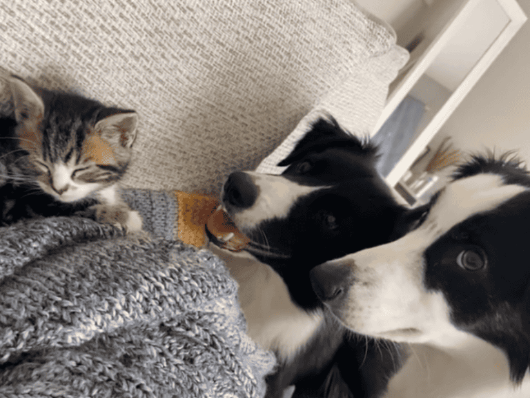 Border Collies adoptieren gerettetes Kätzchen