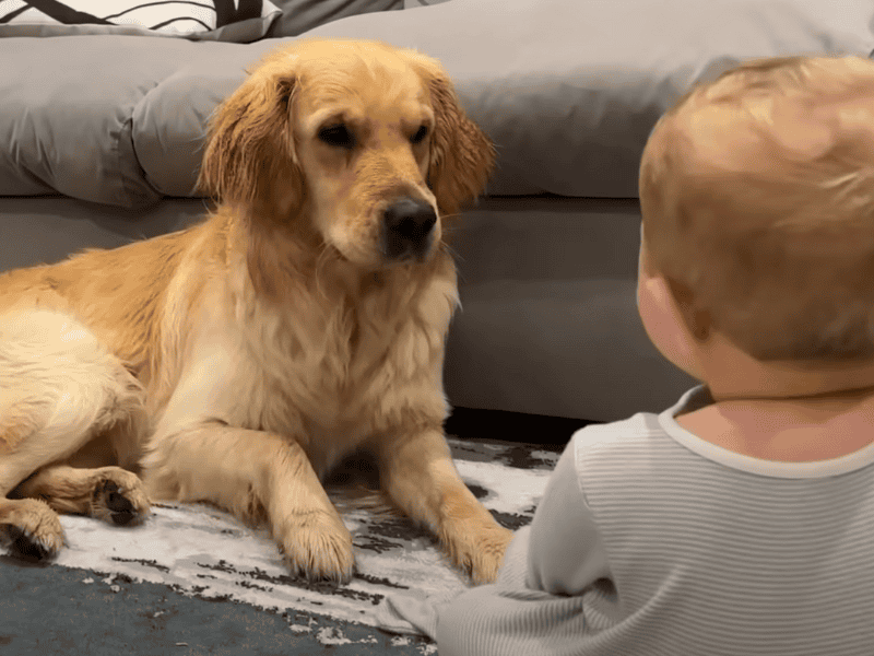 Golden Retriever entschuldigt sich beim Baby