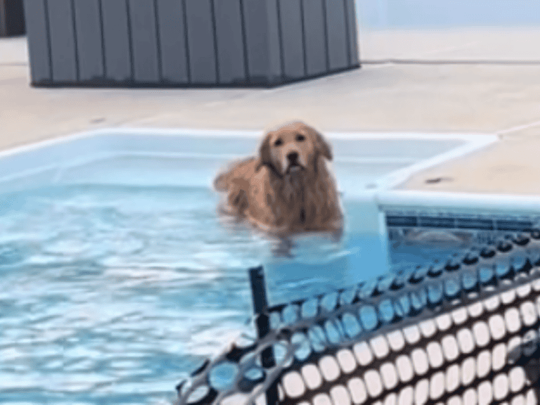 Golden Retriever schwimmt im Pool des Nachbarn