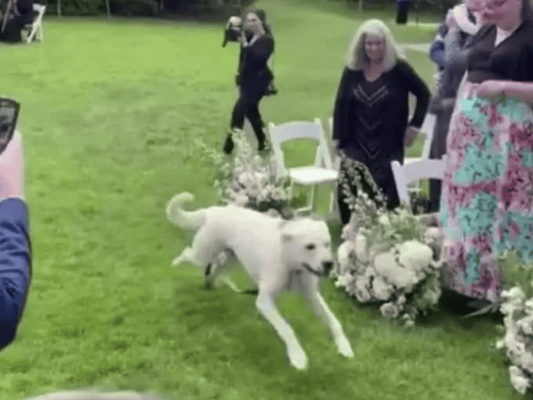 Hund als Ringträger bei einer Hochzeit