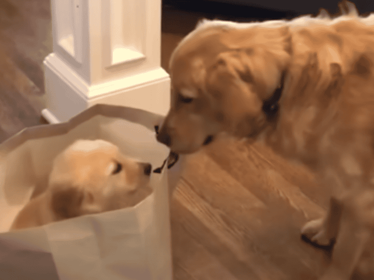 Golden Retriever trifft seine neue Schwester und schließt sie sofort ins Herz
