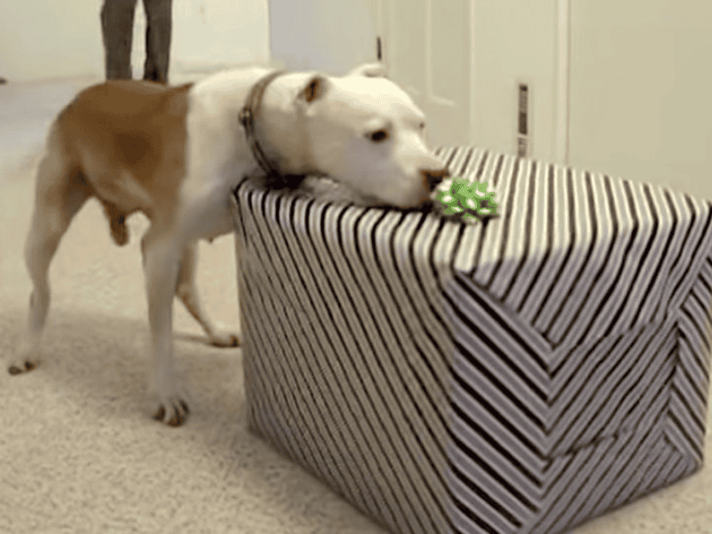 Hund besiegt Krebs und öffnet Geburtstagsgeschenk