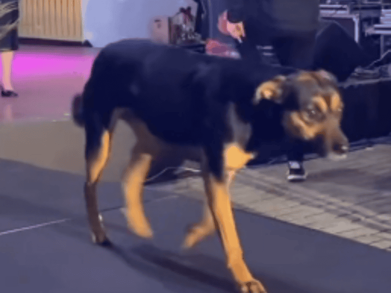 unerwartetes Model auf der Bühne: Hund erobert Schönheitswettbewerb in Brasilien