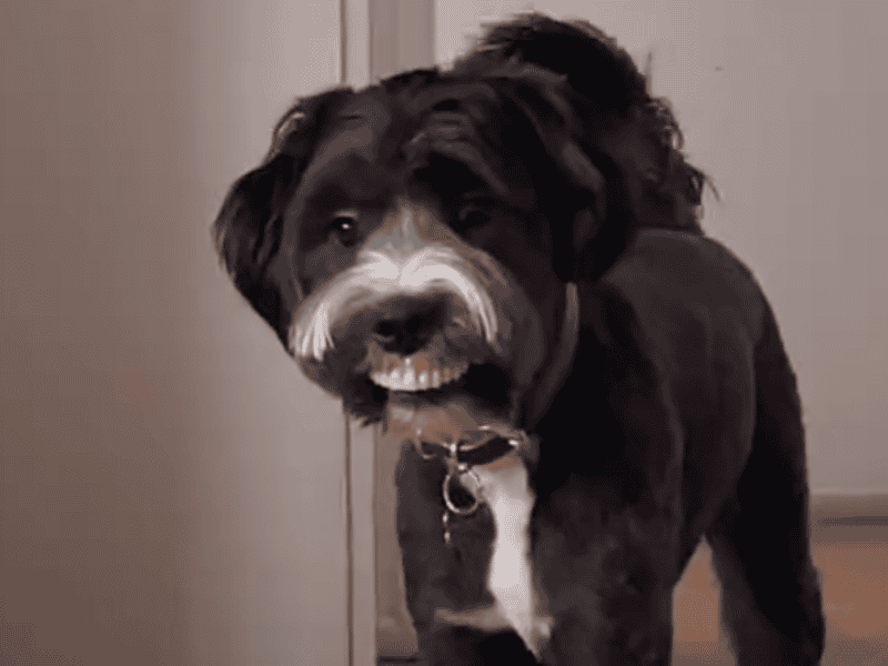 Hund kommt mit einem seltsamen neuen Lächeln herein