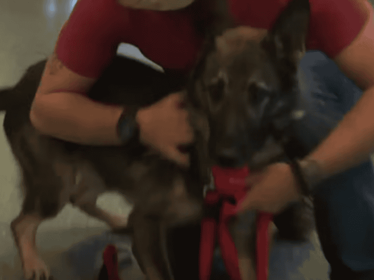 Emotionales Wiedersehen: Soldat und sein Hund vereint nach 3 Jahren!