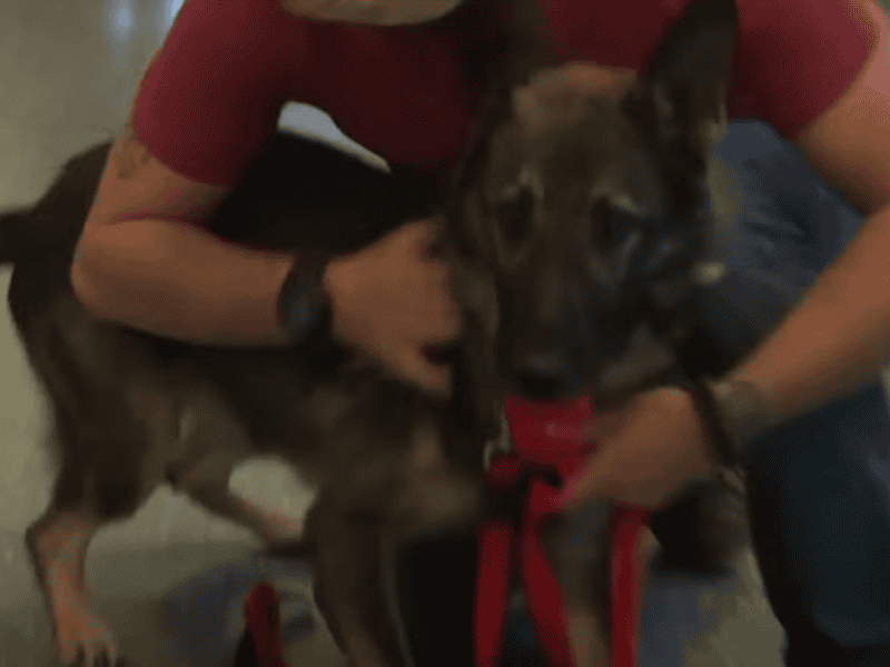Hund rennt nach 3 Jahren in die Arme des Soldaten