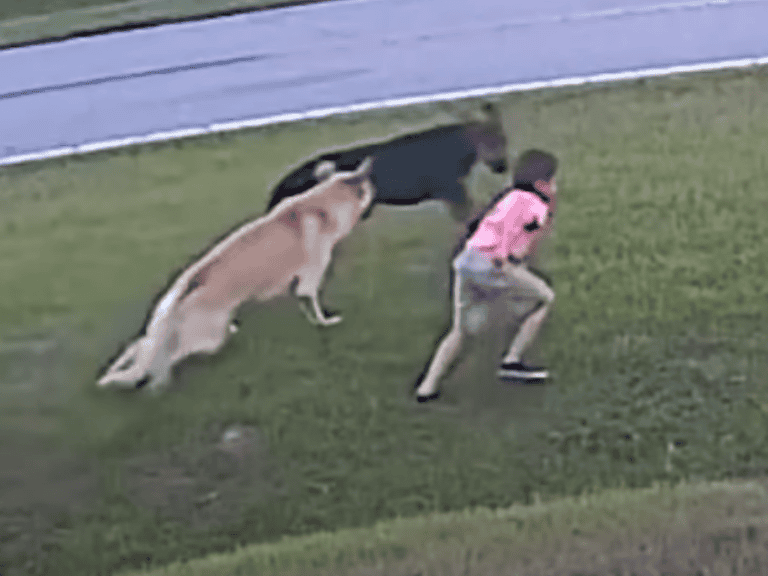 Deutscher Schäferhund rettet einen 6 jährigen Jungen vor dem Angriff eines aggressiven Hundes