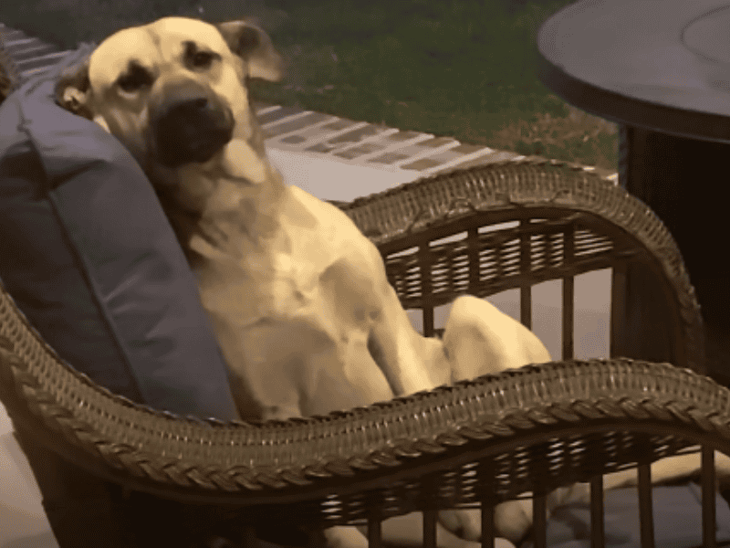 Hund sitzt auf Gartenmöbeln