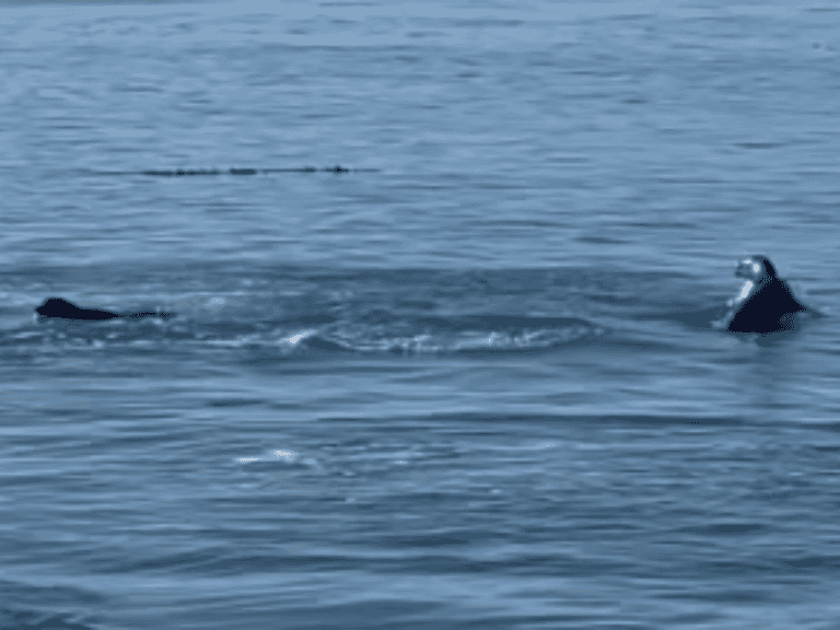 Eine unerwartete Freundschaft zwischen Hund und Seelöwe