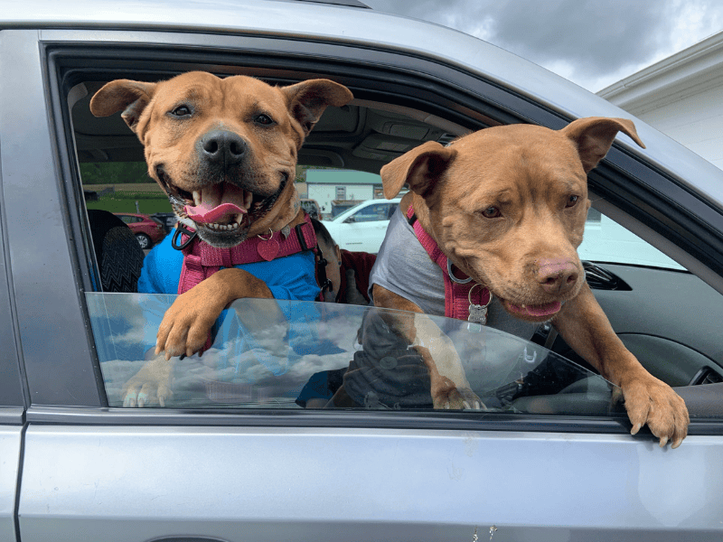 Hund verlässt das Tierheim mit neuem besten Freund