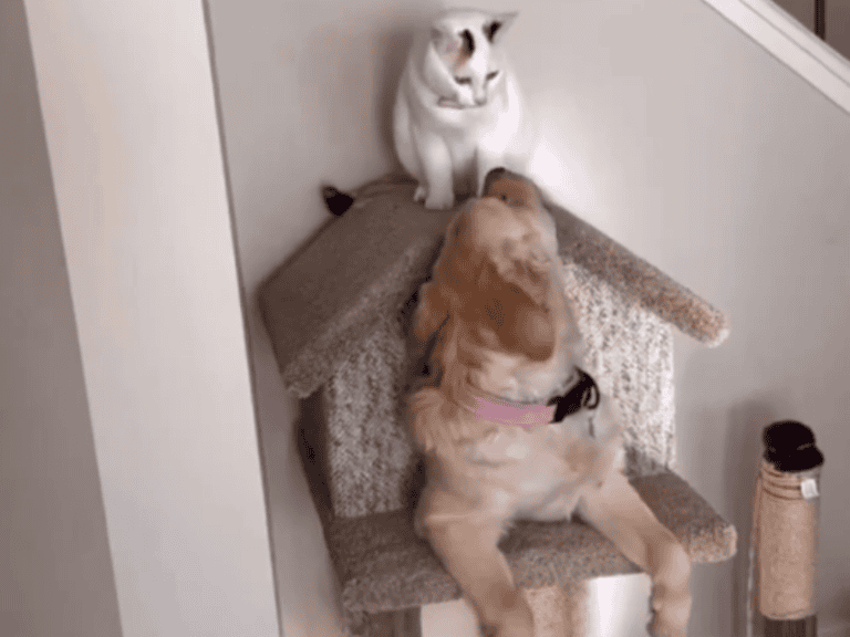 Wie passt ein Labrador in ein Katzenhaus? Schau selbst!