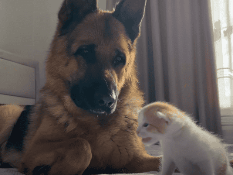 Kräftiger Schäferhund trifft winziges Kätzchen