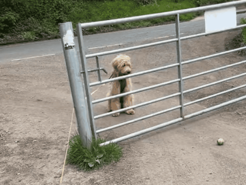 Hund weiß nicht, wie er am Zaun vorbeikommt