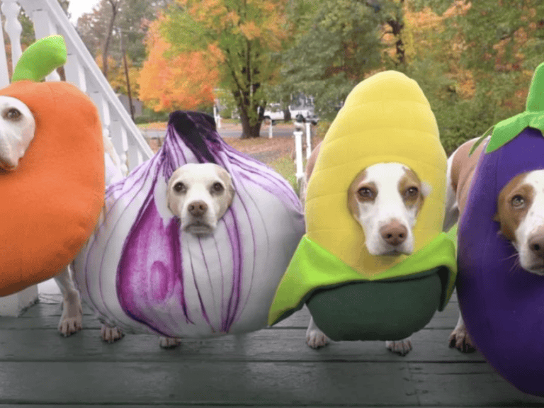 Die süßesten Räuber an Halloween – Hunde stehlen die Süßigkeiten