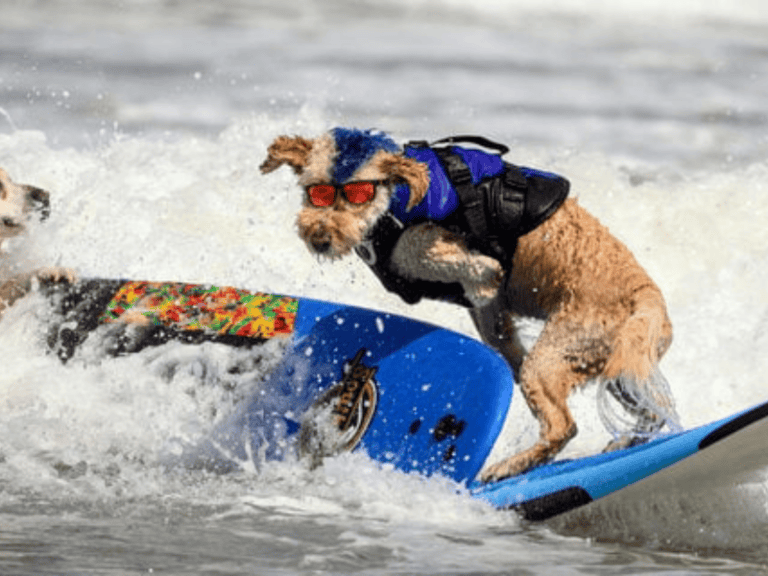 Hundesurf Europameisterschaft