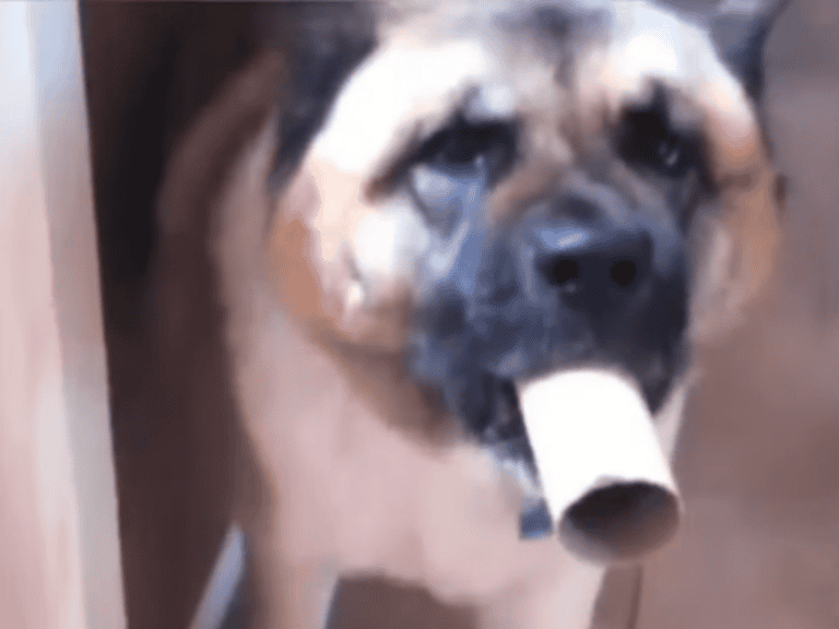 Hund entdeckt das lustigste Megafon aller Zeiten