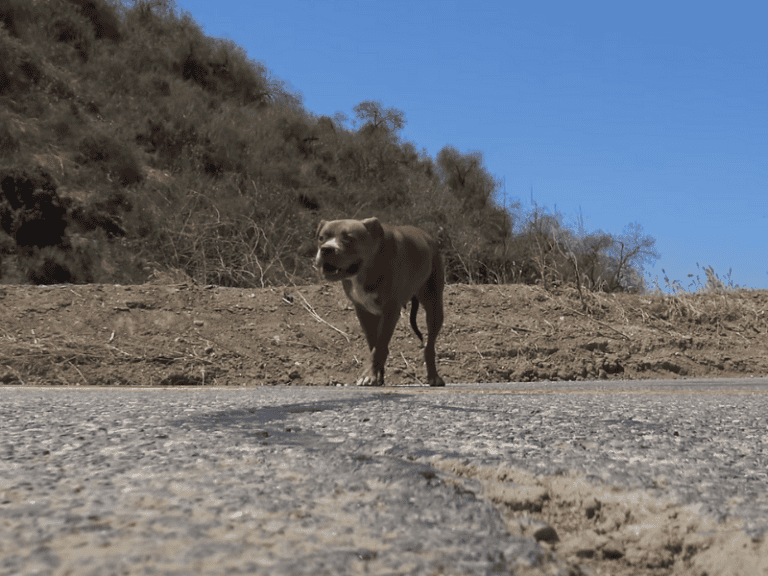 Pitbull im Canyon gefunden und gerettet