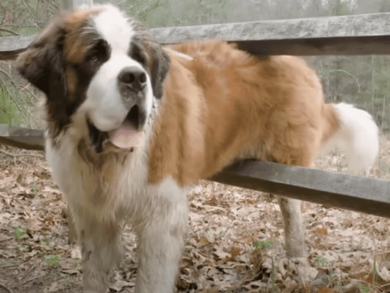 Sanfter Riese, großes Herz: 70kg Hund bekommt sein erstes zuhause