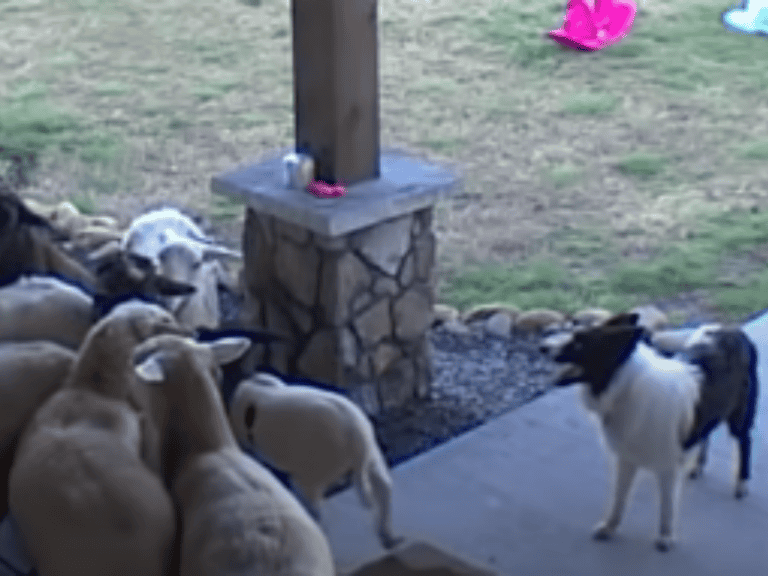 Border Collie führt seine Schafsherde auf die Veranda