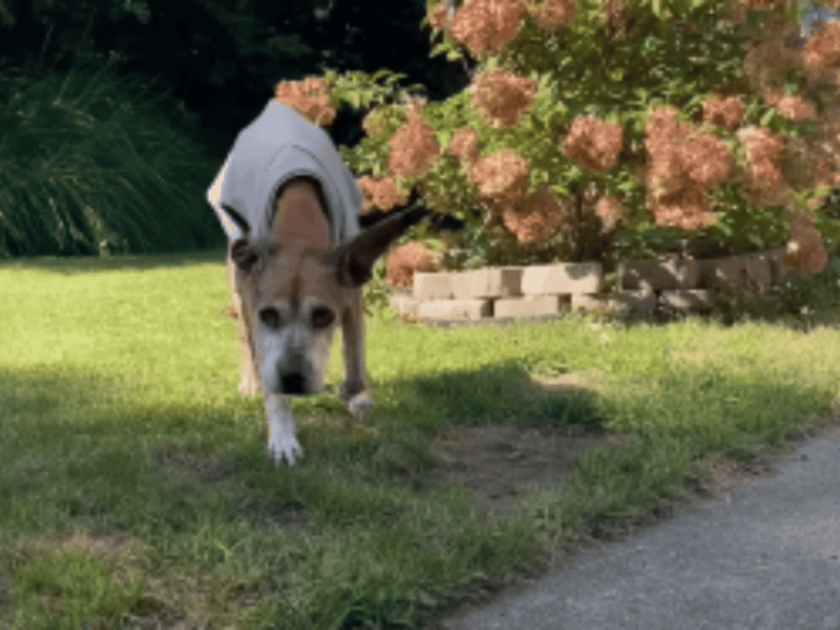 Verlassener Hund findet eine neue Familie