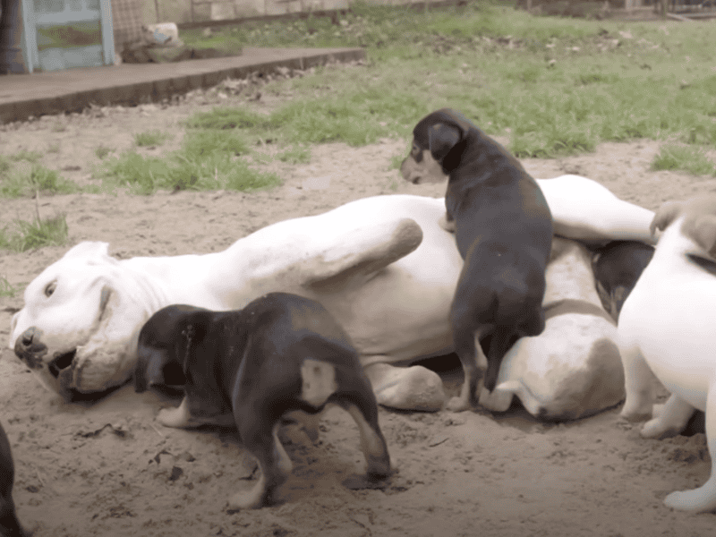 Zweibeiniger Hund mit seinen Pflegewelpen