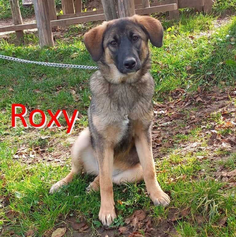 ROXY ❤ EILIG! sucht Zuhause/Pflegestelle