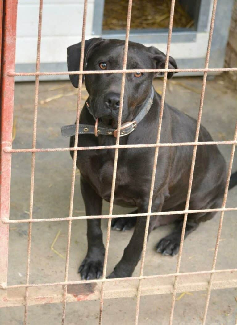 Aufgeweckter Labrador Rüde Gucci